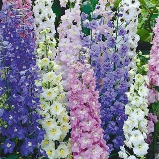 Magic Fountains Mix Delphinium Thumbnail